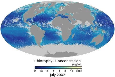 Chlorophyll data visualization/heat map from NASA