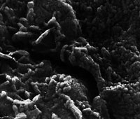 Mars Life? Microscopic Tubular Structures