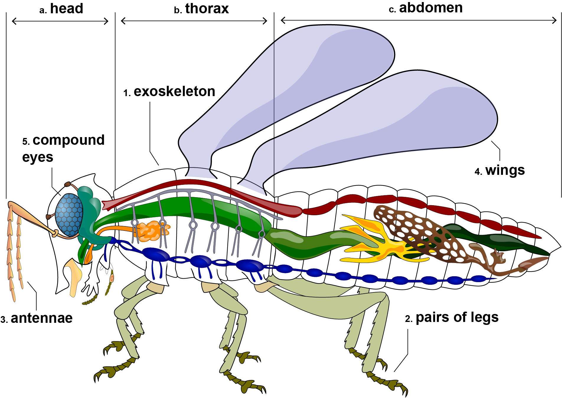 Anatomy of an insect, identifying the head (front portion), thorax (middle) and abdomen (back portion) of an insect. Labeled on the diagram are: 1) The exoskeleton, a solid dark outline; 2) three pairs of segmented legs; 3) Two long yellow, skinny antennae extending from the insect's head; 4) A set of two rounded wings on the insect's back; 5) Oval eyes made up of lots of small hexagonal parts.