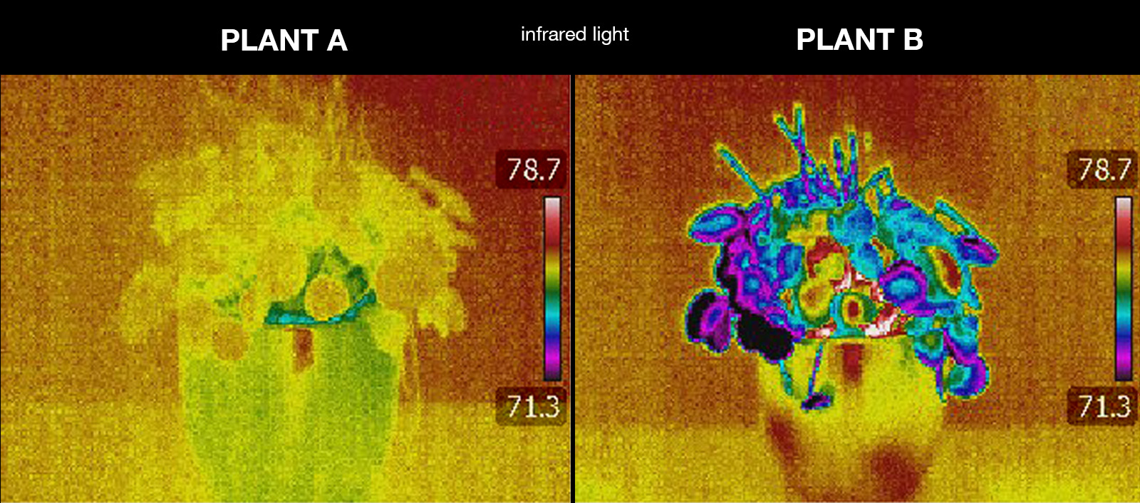 Colors representing temperature are show in infrared images of the houseplants. The temperature scale shown on the infrared view of each plant ranges from 78.7 degrees at the max to 71.3 degrees at the min (represented by a color scale going from white to red to yellow to green to blue to purple to black, respectively). The temperatures on Plant A, which are mostly yellow and orange, are much warmer than those on Plant B, which is a mix of blue, purple, and black on the leaves closest to the base of the pot.