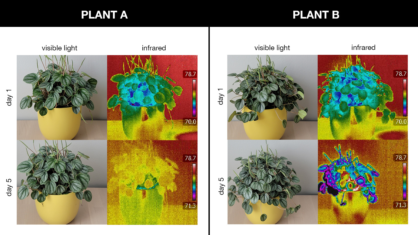 Both plants look the same on Day 1 and 5 of the experiment when viewed in visible light. The temperature scale shown on the infrared view of each plant ranges from 78.7 degrees at the max to 71.3 degrees at the min (represented by a color scale going from white to red to yellow to green to blue to purple to black, respectively). While Plant A went to the warmer end of the temperature scale on Day 5 compared with Day 1, Plant B appears to be much cooler, with some edges of the leaves completely black in infrared.