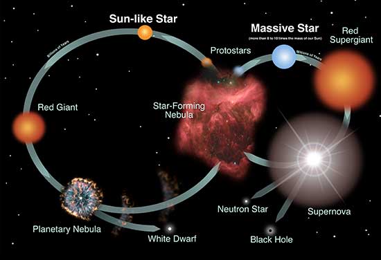 Star-forming nebulas birth Sun-like stars, which turn into red giants, then planetary nebulae, then white dwarfs. Massive stars are also born from star-forming nebulas and become red supergiants, then supernova, then either black holes or neutron stars.